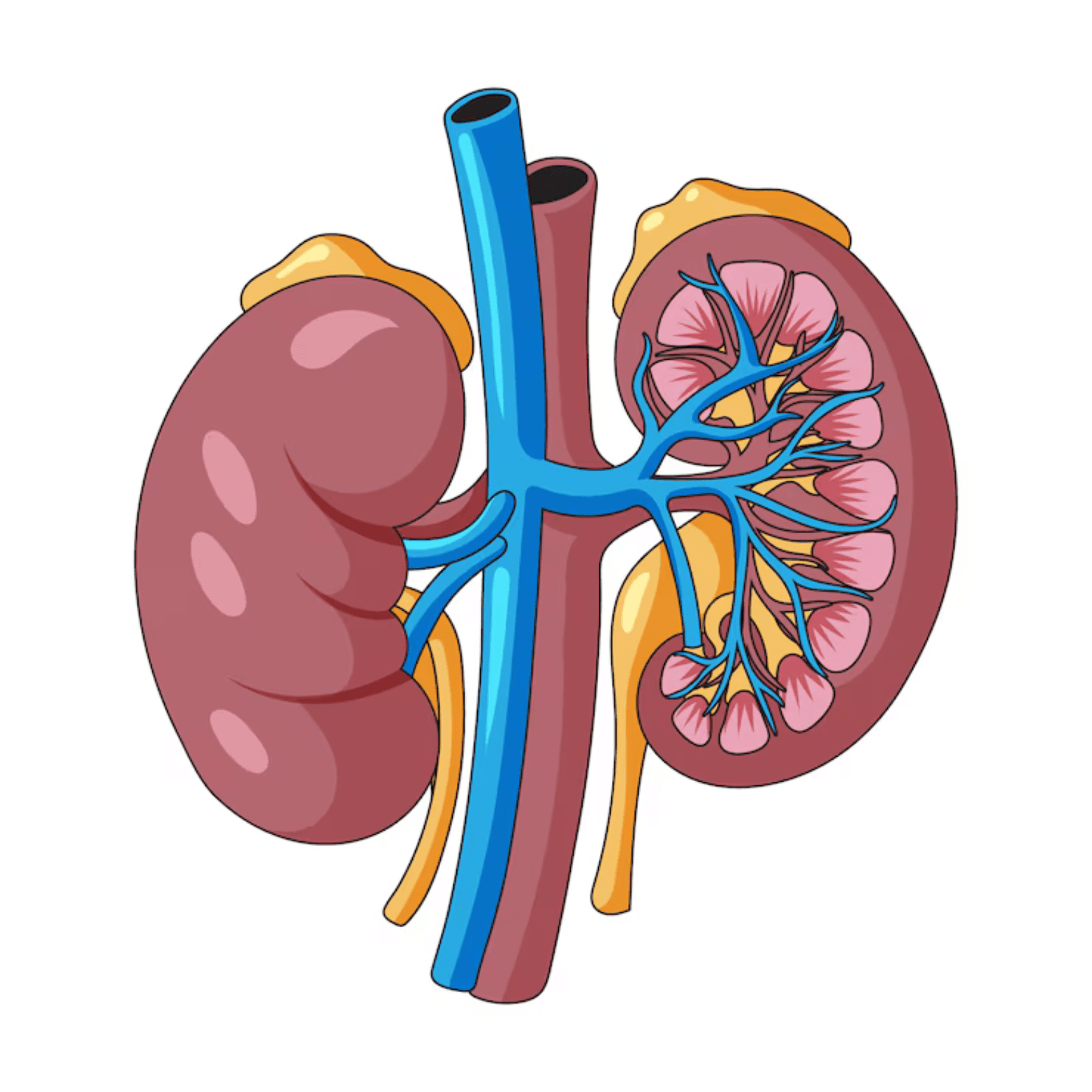 Kidneys
