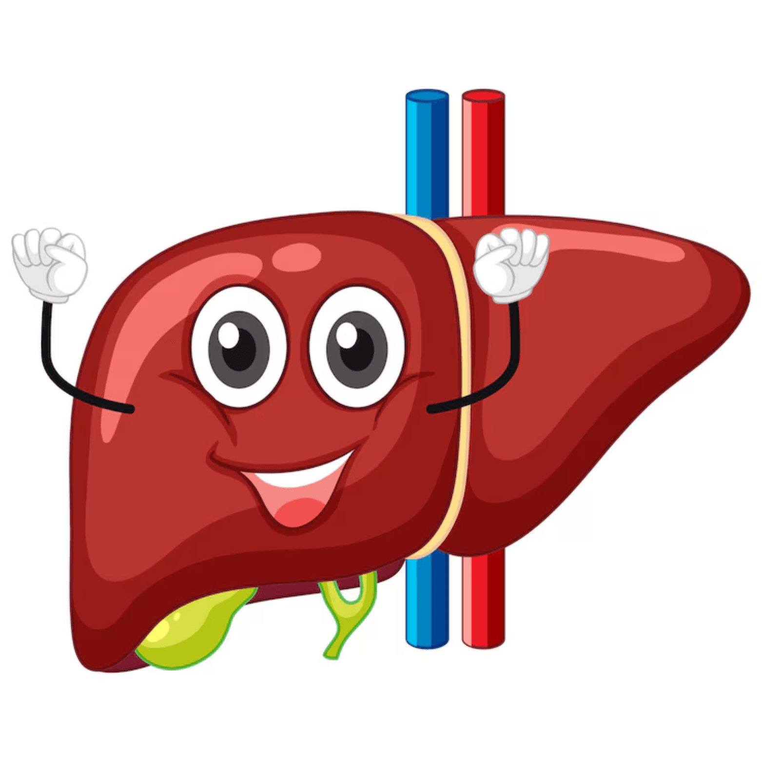 Liver