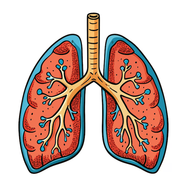 Lungs