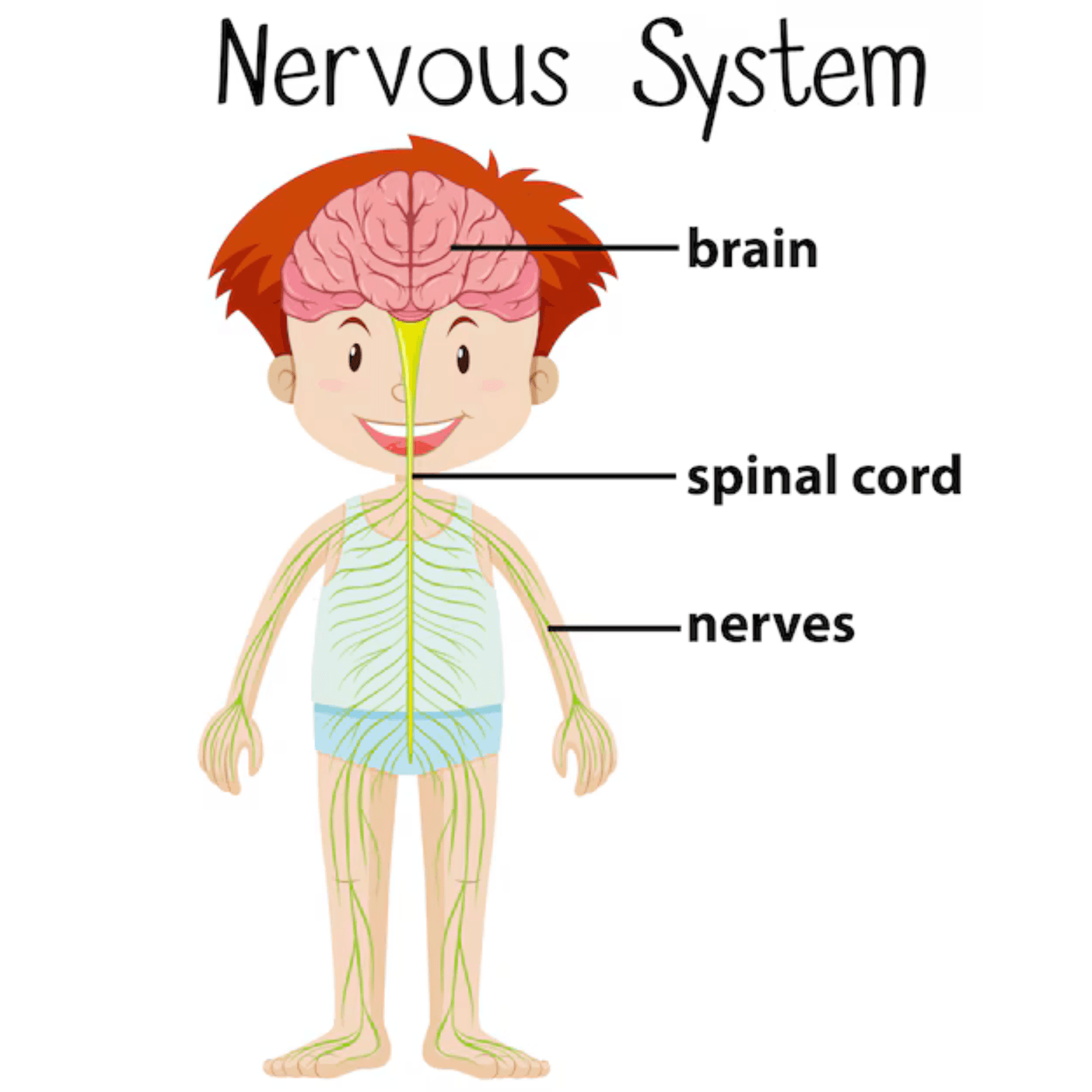 Nerves