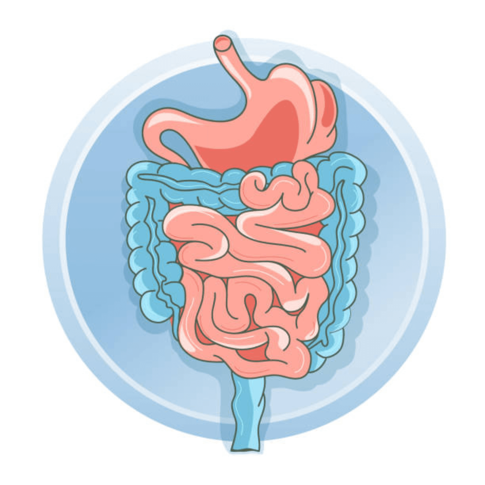 Stomach